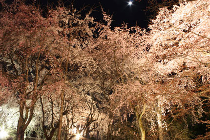 佐野藤右衛門邸の夜桜